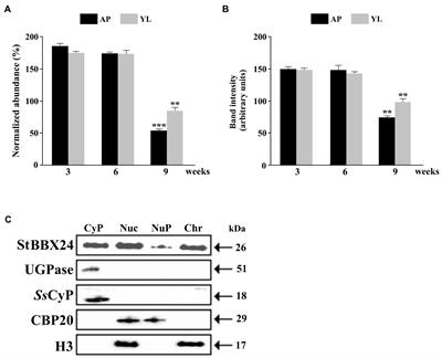 The StBBX24 protein affects the floral induction and mediates salt tolerance in Solanum tuberosum